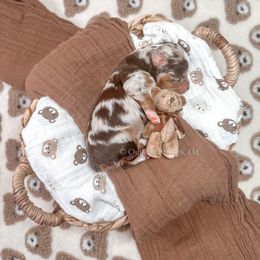 HONEY - Red merle Miniature Australian Shepherd puppy in Oklahoma City, Oklahoma from Outland Toy & Mini Aussies
