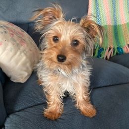 Yorkshire Terriers from Amy's Yorkshire Terriers