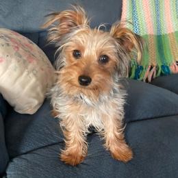 Yorkshire Terriers from Amy's Yorkshire Terriers