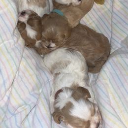 Cavalier King Charles Spaniel and Cavapoo Puppies from K’s Cavys