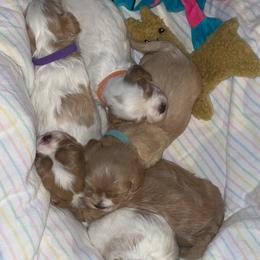 Cavalier King Charles Spaniel and Cavapoo Puppies from K’s Cavys