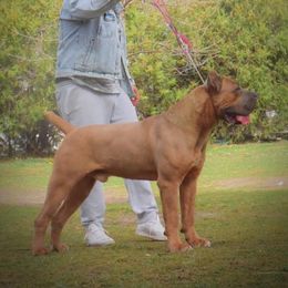 Cane Corso and French Bulldog All Grown Up from Mount Olympus French Bulldogs