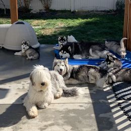 Alaskan Husky Puppies from Elite Therapy Pups
