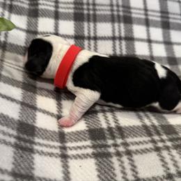 Red Collar - Black white and tan male Beagle puppy in Princeton, Minnesota from Thor’s Beagles & Maha’s Staffy
