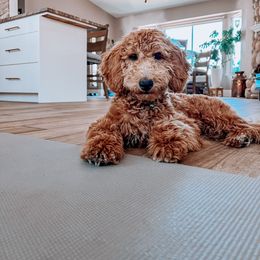 Rex - Goldendoodle