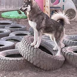 Siberian Husky Puppies from Arctic Circle Kennels