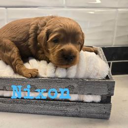 Nixon - Red  male Goldendoodle puppy in Archbold, Ohio from Wurster's Mini Wee Doodles