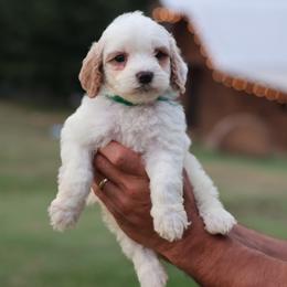 Wrangler - Green collar boy - Parti male Goldendoodle puppy in Ruthorfordton, North Carolina from Duncan Doodles Goldendoodles