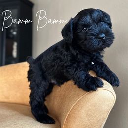 BAMM BAMM AKC - Black Miniature Schnauzer puppy in Victorville, California from West Coast Royal Miniature Schnauzer