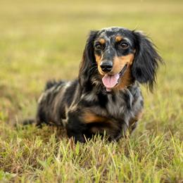 Storm - Dachshund