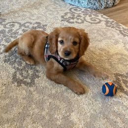 Cavapoo Puppies from Jessie's Puppies