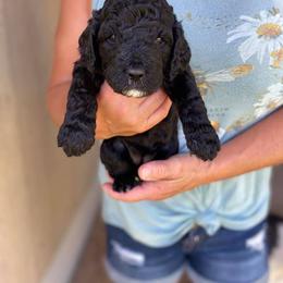 Poodle Puppies from Northern Skye Poodles