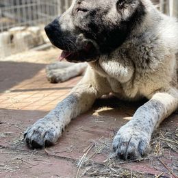 Central Asian Shepherd Dog All Grown Up from Alabaivalley