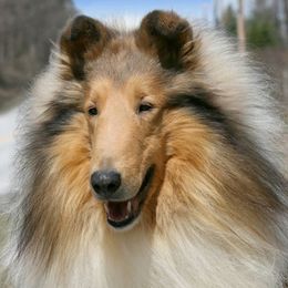 Collies from Marcy Fine's Collies