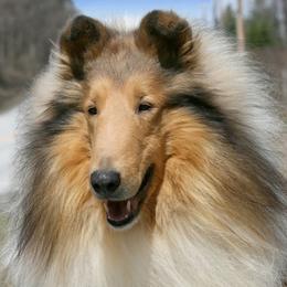 Collies from Marcy Fine's Collies