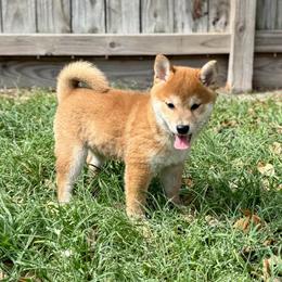 Tobiko - Red female Shiba Inu puppy in Houston, Texas from Sakura Blossom Shibas