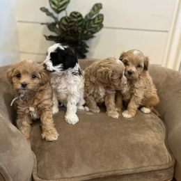 Maltipoo Puppies from Puppyzenn