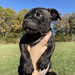 "Cash" - Black Staffordshire Bull Terrier puppy in Kentucky from Hunter's Staffordshire Bull Terriers