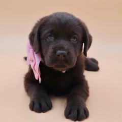 Light pink collar - Chocolate female Labrador Retriever puppy in Dunnellon, Florida from Quail Meadow Labradors