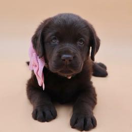 Light pink collar - Chocolate female Labrador Retriever puppy in Dunnellon, Florida from Quail Meadow Labradors
