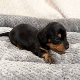 Joey - Black and tan male Dachshund puppy in Palestine, Texas from Oak tree Dachshunds