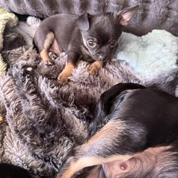 AKC registered Boy 2 - Black and tan male Chihuahua puppy in Anoka, Minnesota from Anoka County MN AKC Chihuahuas