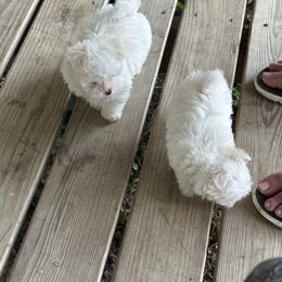Maltese and Siberian Husky Puppies from Karst Tiny Paws Kennel