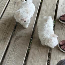 Maltese and Siberian Husky Puppies from Karst Tiny Paws Kennel