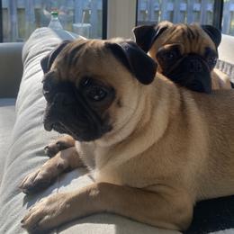 Nala - Pug