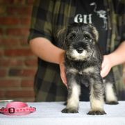 Girl 1 - Standard Schnauzer puppy in Monroe, New York from Arbor Standard Schnauzers