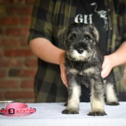 Girl 1 - Standard Schnauzer puppy in Monroe, New York from Arbor Standard Schnauzers
