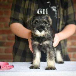 Girl 1 - Standard Schnauzer puppy in Monroe, New York from Arbor Standard Schnauzers