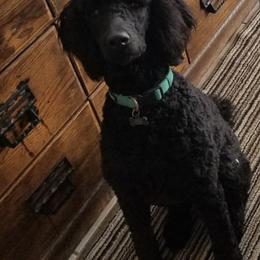 Poodles from Holly's Poodles