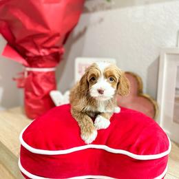 Love - Caramel cream female Australian Labradoodle puppy in Palmdale, California from Doodles_Ko