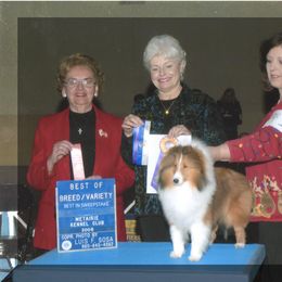 Shetland Sheepdog All Grown Up from Sandance Shetland Sheepdogs