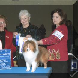 Shetland Sheepdog All Grown Up from Sandance Shetland Sheepdogs