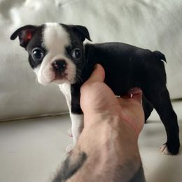 Boston Terrier Puppies from Little Daemons Boston Terriers