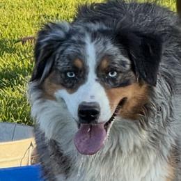 Darby - Australian Shepherd