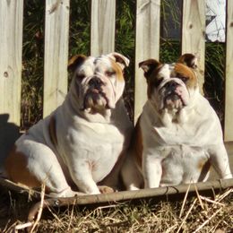 Mabel - Bulldog