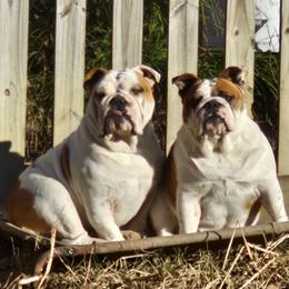 Mabel - Bulldog