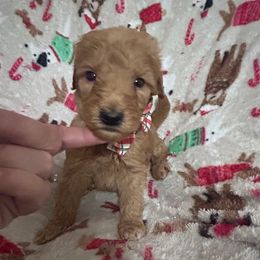 Teddy - Apricot male Goldendoodle puppy in Centralia, Missouri from Oodles Of Doodles Mo.
