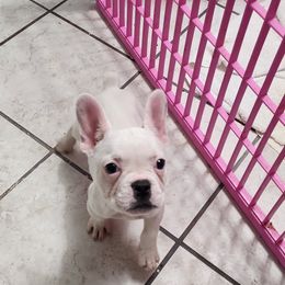 French Bulldog Puppies from FrenchKiss Frenchies