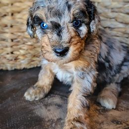 Bronco - Blue merle male Aussiedoodle puppy in Crete, Nebraska from Doodles & Co