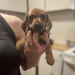 Callie - Dachshund