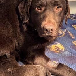 Knickers - Labrador Retriever