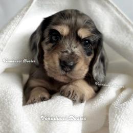 Suavitel - Dapple female Dachshund puppy in Chandler, Arizona from Vonaducci Doxies, LLC.