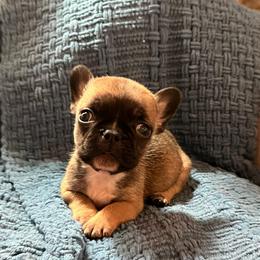 Michael - Fawn and white male French Bulldog puppy in New Waverly, Texas from C.P. Puppy Buddies