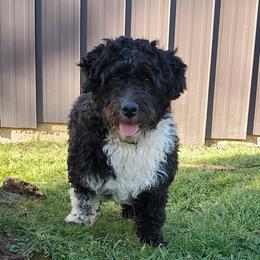 Oliver - Aussiedoodle