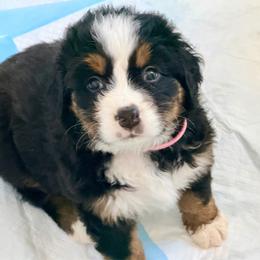 Girl - PINK ( aka Maple ) - Black rust and white female Bernese Mountain Dog puppy in White Lake, Michigan from Berner Bud Farm