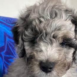 Aussiedoodles, Bernedoodles, Cockapoos, and Goldendoodles from Puppy Love Doodles
